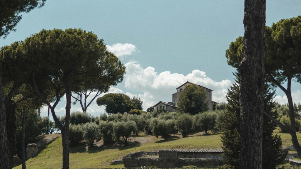 Centuryolivetree - olive garden bg