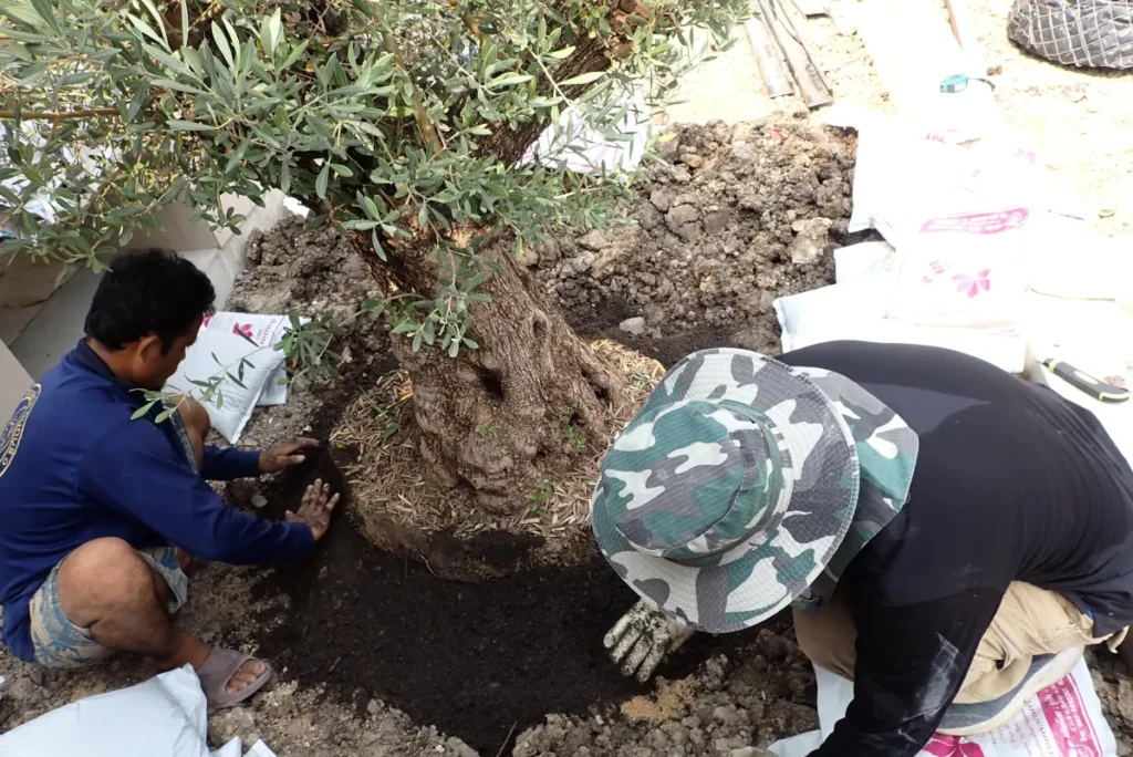 Site-prep Tree Planting