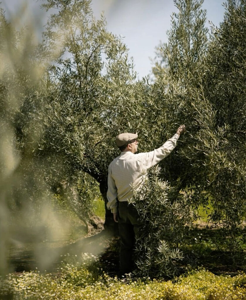 Olive Tree Background